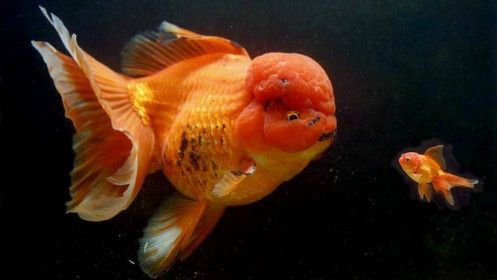 Chú cá vàng siêu béo bất ngờ "nổi như cồn" trên MXH, có người chi trăm triệu để mua