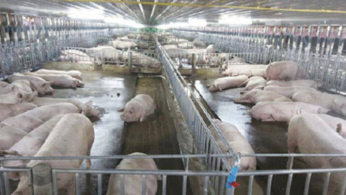 Có 8 doanh nghiệp đủ điều kiện nhập khẩu lợn sống từ Thái Lan