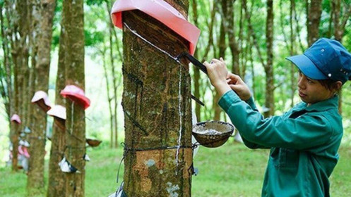 GVR - Được và mất khi đầu tư cổ phiếu này