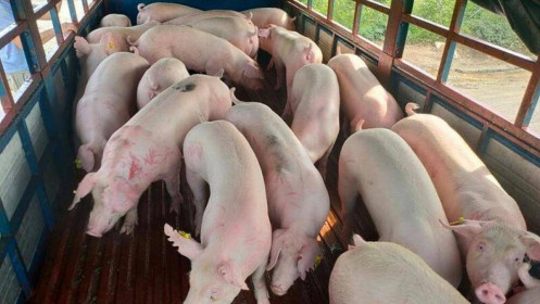 Nhập khẩu 500 lợn sống từ Thái Lan: Giá lợn hơi về Việt Nam là 70.000đ/kg
