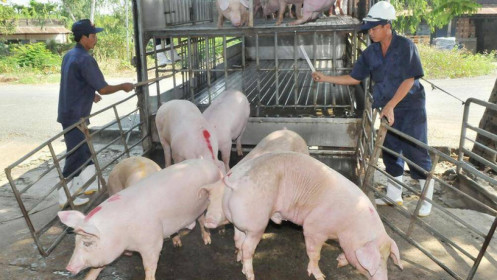 Nhập khẩu thêm  2.470 con lợn sống từ Thái Lan