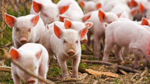 Giá thịt lợn Thái Lan tăng vọt, Việt Nam có tiếp tục nhập khẩu