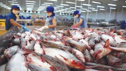 Cá tra Việt Nam vẫn “kẹt” thị trường xuất khẩu