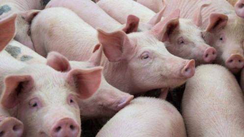 Tăng nhập thịt lợn, lợn sống để giảm áp lực nguồn cung trong nước