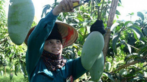 Nông sản Việt tái cơ cấu tập trung cho thị trường trong nước