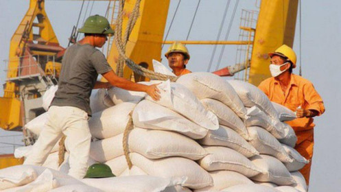 Giá gạo xuất khẩu của Việt Nam tăng thêm 5 USD/tấn