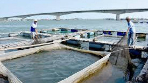 Vì sao diện tích nuôi trồng thủy sản bị thiệt hại tăng trên 2 lần?