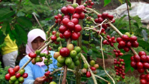 Indonesia quyết tâm vượt Việt Nam về sản lượng cà phê