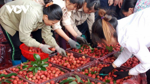 Cơ hội cho nông sản Việt Nam vào châu Âu sau khi EVFTA có hiệu lực | VOV.VN