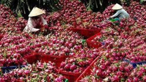 Xuất khẩu hoa quả vào Trung Quốc: Nhiều kì vọng mới