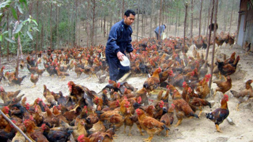 Câu chuyện săn gà và bài học trong đầu tư chứng khoán