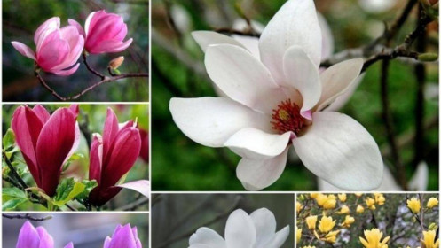 Người Hà Nội chi tiền triệu đặt mua cây hoa đẹp lạ chuẩn bị chơi Tết