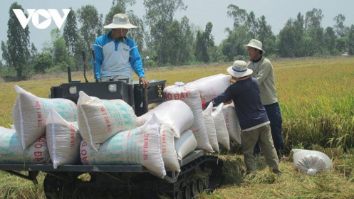 Giá gạo xuất khẩu của Việt Nam tăng cao kỷ lục