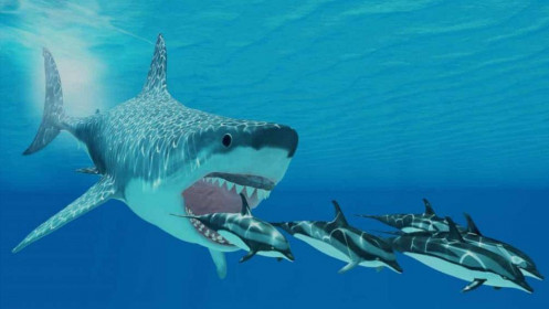[Video] Bơi theo cá mập - Câu chuyện có thật của NĐT giấu tên!