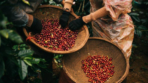 Cà phê Việt Nam hướng mục tiêu xuất khẩu 6 tỷ USD năm 2030