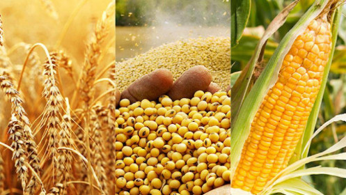Thị trường hàng hóa 30/03: Phiên vừa qua biến động trái chiều