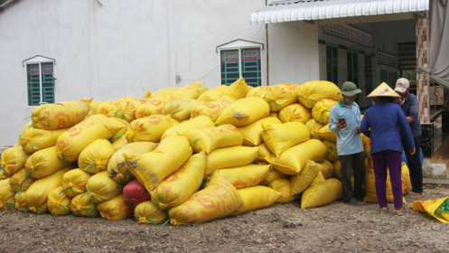 Lúa được giá, nông dân có lãi từ 40 - 50 triệu đồng/ha