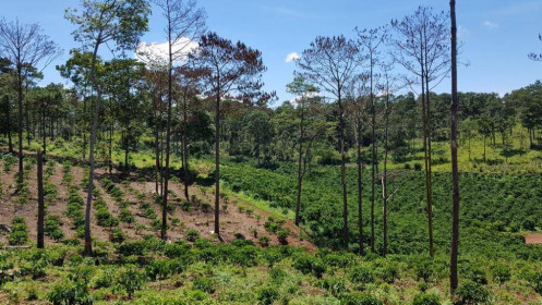 'Quan xã' vô tư xẻ đất rừng phân lô cấp cho dân ở Quảng Trị