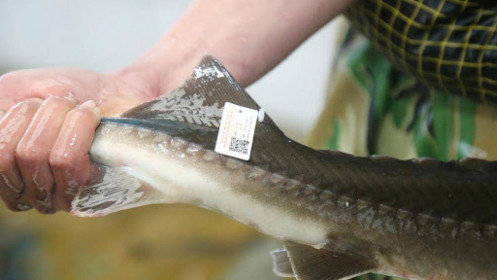 Cá nước lạnh Lào Cai được gắn tem truy xuất nguồn gốc