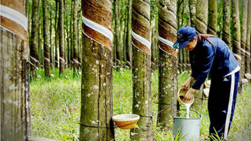 Ngành cao su hưởng lợi  từ chu kỳ tăng giá