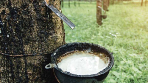 Đã đến lúc giá cao su tăng trở lại?