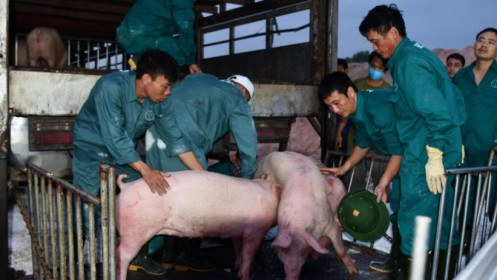 Tạm ngừng nhập khẩu lợn thịt từ Thái Lan