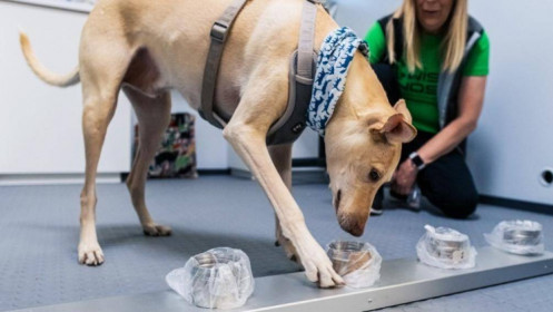 Australia thử nghiệm dùng chó phát hiện người mắc Covid-19