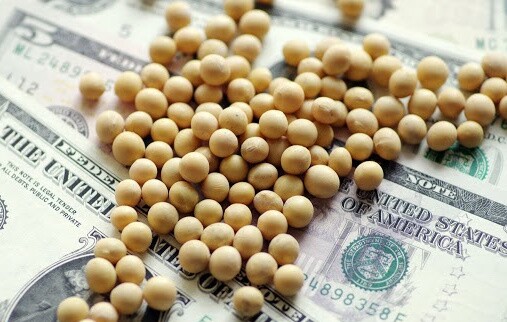 Đậu tương tăng mạnh, lí do là gì?