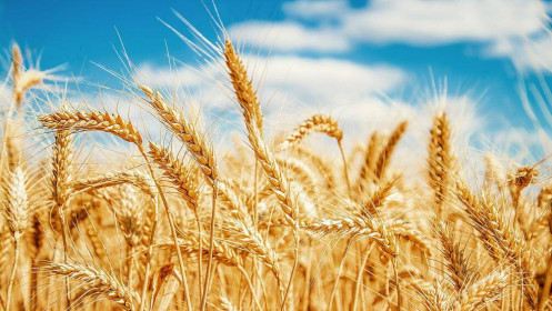 Doanh số bán ròng lúa mì hàng tuần của Hoa Kỳ nằm trong ước tính