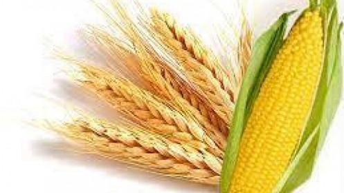 Phân tích hàng hóa 23/7: Lúa mì điều chỉnh và Ngô phục hồi thất bại
