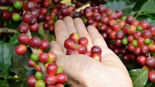 Giá cà phê lấy lại đà tăng
