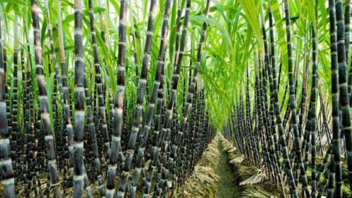 Phân tích đường ngày 25/08/2021: Áp lực bán tăng mạnh vào cuối phiên