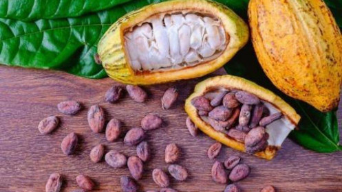 Bản Tin Cacao Ngày 02/09/2021: Cacao Chạm Mức Thấp Nhất Trong Ba Tuần Do Nguồn Cung Dư Thừa