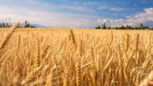 Phân tích nhóm nông sản 7/9: Giá lúa mì tiếp tục tăng do lo ngại về nguồn cung