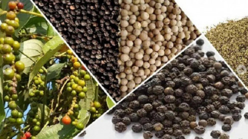 Phân tích nhóm nông sản 15/9: Liệu giá nông sản có thể bước vào sóng hồi phục tăng?