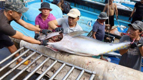 Việt Nam vượt Thái Lan thành nguồn cung cá ngừ lớn nhất cho thị trường Israel