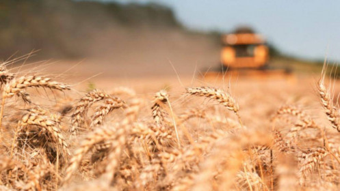 Phân tích nhóm nông sản 17/9: Giá lúa mì tăng nhờ hỗ trợ từ nguồn cung toàn cầu