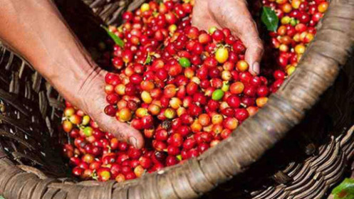 Phân tích nhóm nguyên liệu công nghiệp 20/9: Giá Cà phê biến động trái chiều do nguồn cung sụt giảm