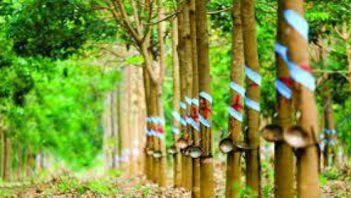 PHR: Kỳ vọng vào mở khóa quỹ đất