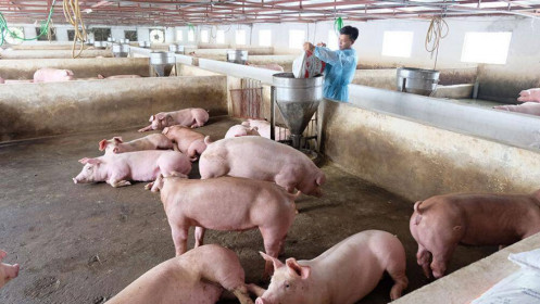 Giá lợn hơi giảm sâu, thấp nhất 45.000 đồng/kg