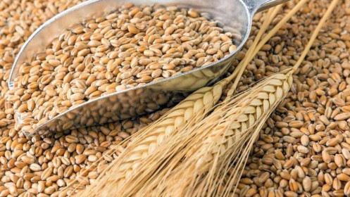 Phân tích nhóm nông sản 27/9: Giá lúa mì tiếp tục tăng do nhu cầu tăng nhanh