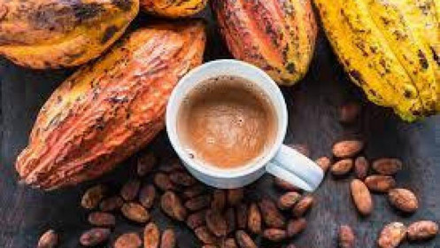 Phân Tích Nhóm Nguyên Liệu Công Nghiệp Ngày 27/09/2021: Giá Cacao Giảm Do Nguồn Cung Dồi Dào