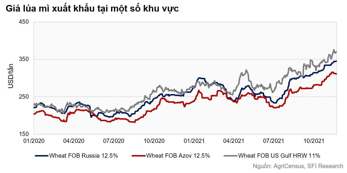 Bất chấp đà giảm sốc, giá lúa mì thế giới được dự báo sẽ sớm phục hồi, thậm chí tăng mạnh thời gian tới