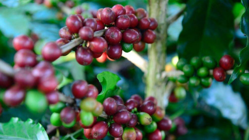 Phân tích nhóm nguyên liệu công nghiệp 4/10: Giá cà phê tiếp đà tăng mạnh trên thị trường thế giới