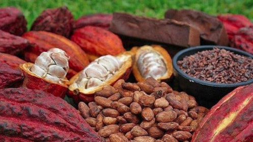 Phân Tích Nhóm Nguyên Liệu Công Nghiệp 05/10: Giá ca cao tiếp tục trên đà tăng mạnh