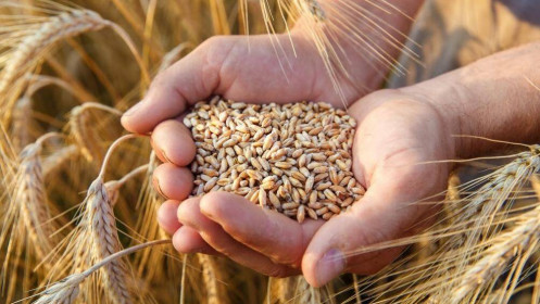 Phân tích nhóm nông sản 8/10: Giá lúa mì vào vụ đông suy giảm