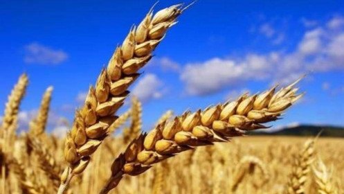 Phân tích nhóm nông sản ngày 13/10/2021: USDA giảm dự báo sản lượng lúa mì toàn cầu và tồn kho cuối kỳ