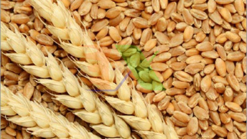 Nhu cầu lúa mì của Mỹ rất mạnh, giá lúa mì đang tăng