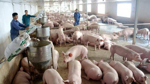Giá lợn 30.000/kg, 'khủng hoảng lịch sử' một lần nữa lặp lại