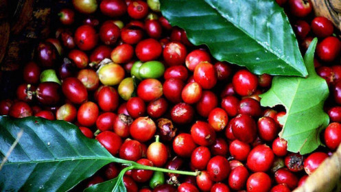 Bản tin cà phê ngày 15/10: Giá cà phê tăng do xuất khẩu cà phê của Brazil ít hơn dự tính
